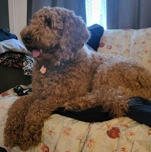 Meet your Posher, Joanne